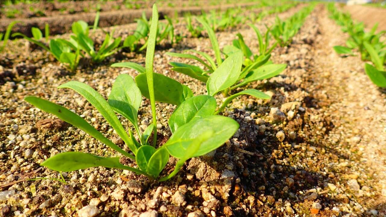 ほうれん草の育て方〜おすすめ肥料やプランターでの育て方も！