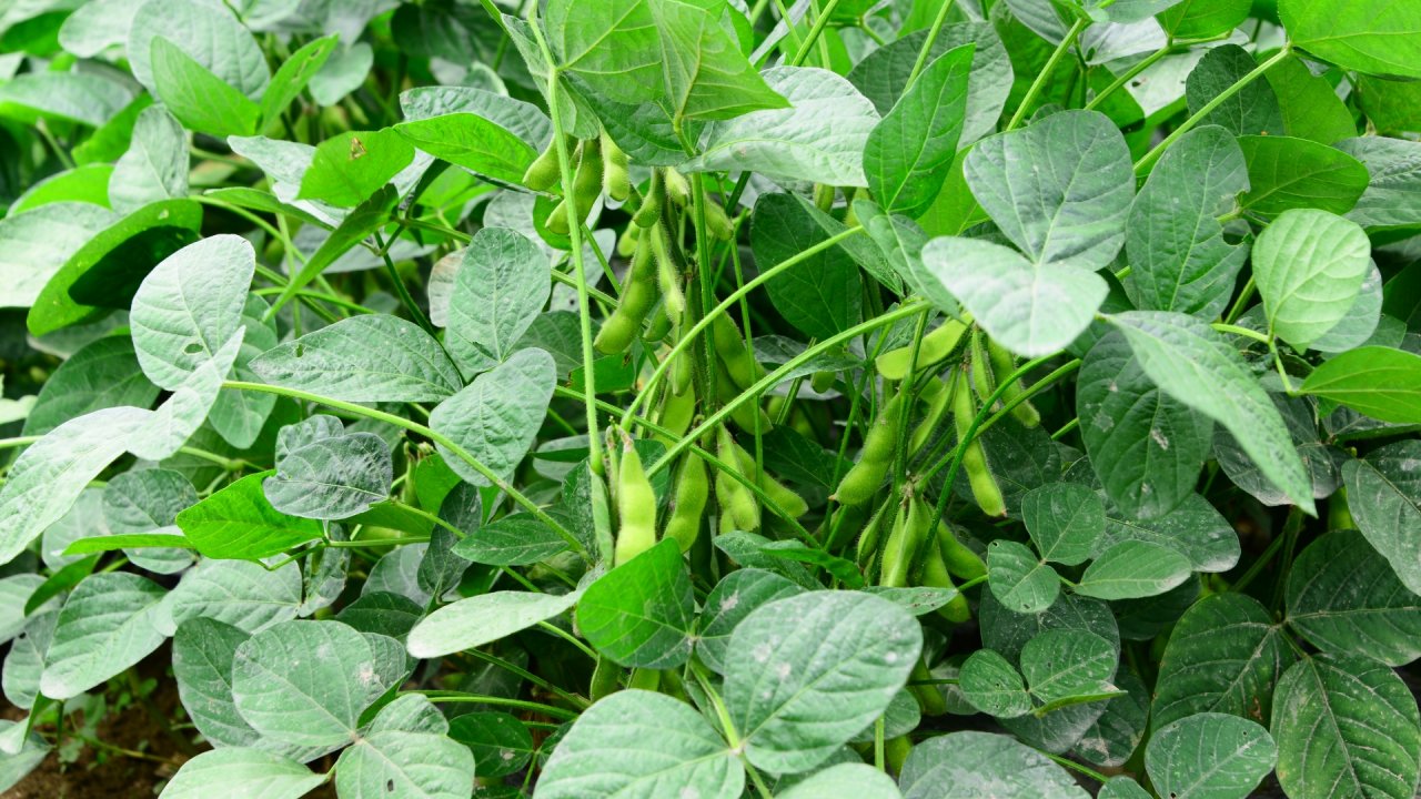 枝豆の種まきから収穫までの育て方！栽培時期や支柱立て 病気・害虫対策についても