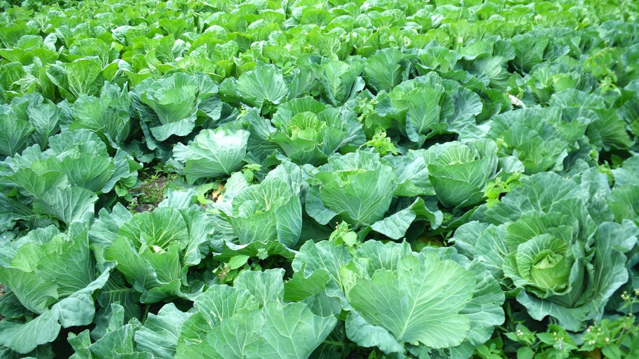 白菜の種まき 収穫までの育て方 栽培時期 追肥方法や害虫対策 賞味期限や保存方法も 育て方labo 育て方ラボ