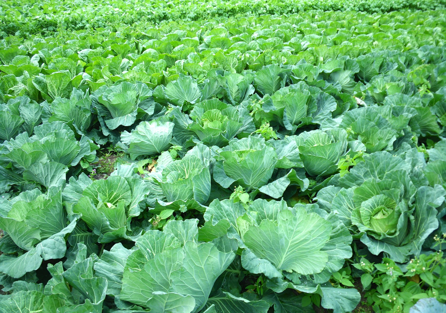 白菜の種まき 収穫までの育て方 栽培時期 追肥方法や害虫対策 賞味期限や保存方法も 育て方labo 育て方ラボ