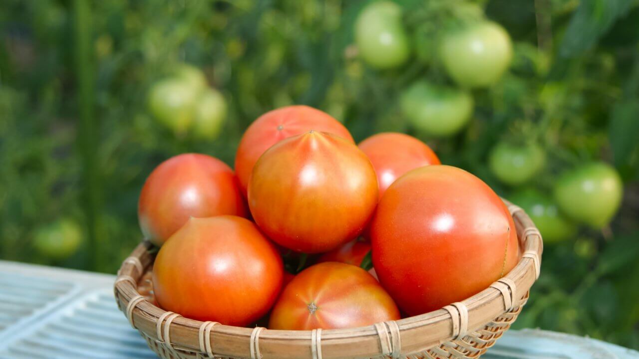 トマトの育て方 摘芯や肥料 収穫時期の見分け方まで 育て方labo 育て方ラボ