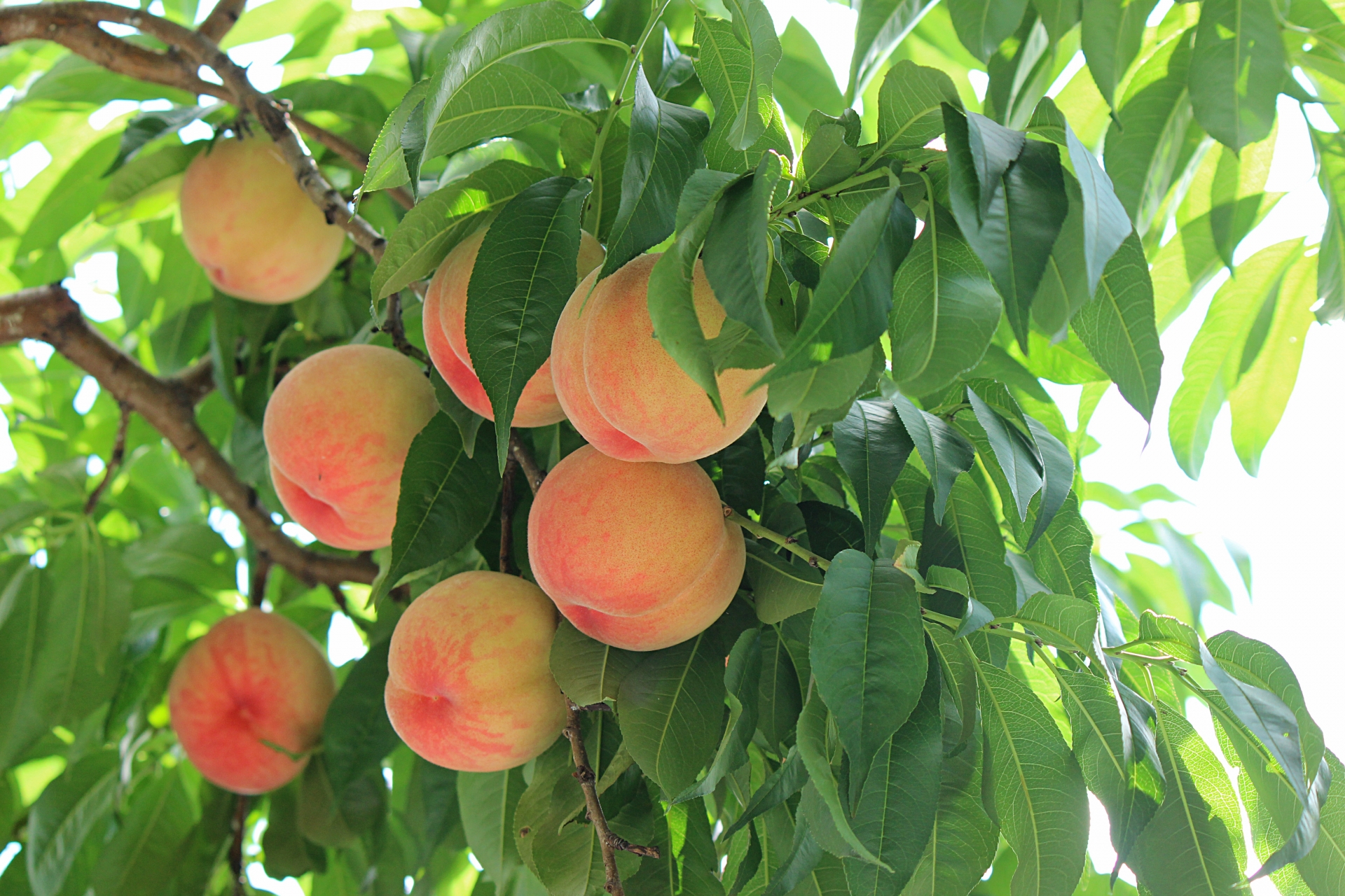 桃の育苗から収穫までの育て方 剪定方法や病気 害虫の対策など 育て方labo 育て方ラボ
