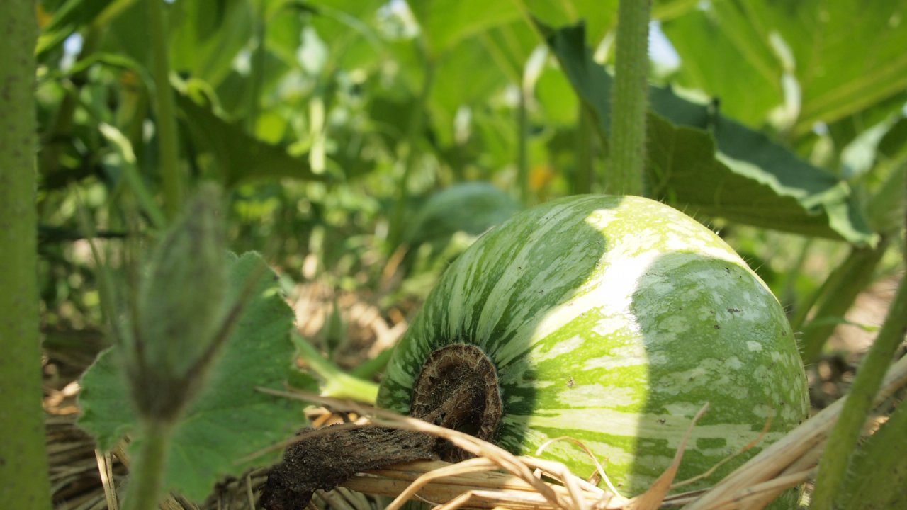 かぼちゃの種まき〜収穫までの育て方！栽培時期や整枝・追肥方法もご紹介！