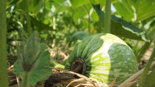 かぼちゃの種まき〜収穫までの育て方！栽培時期や整枝・追肥方法もご紹介！