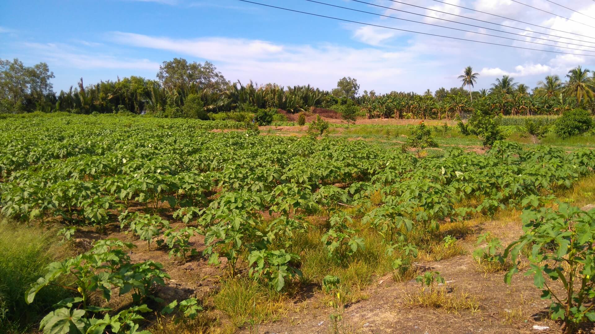 オクラの種まき 収穫までの育て方 栽培時期と病害虫の対策 育て方labo 育て方ラボ