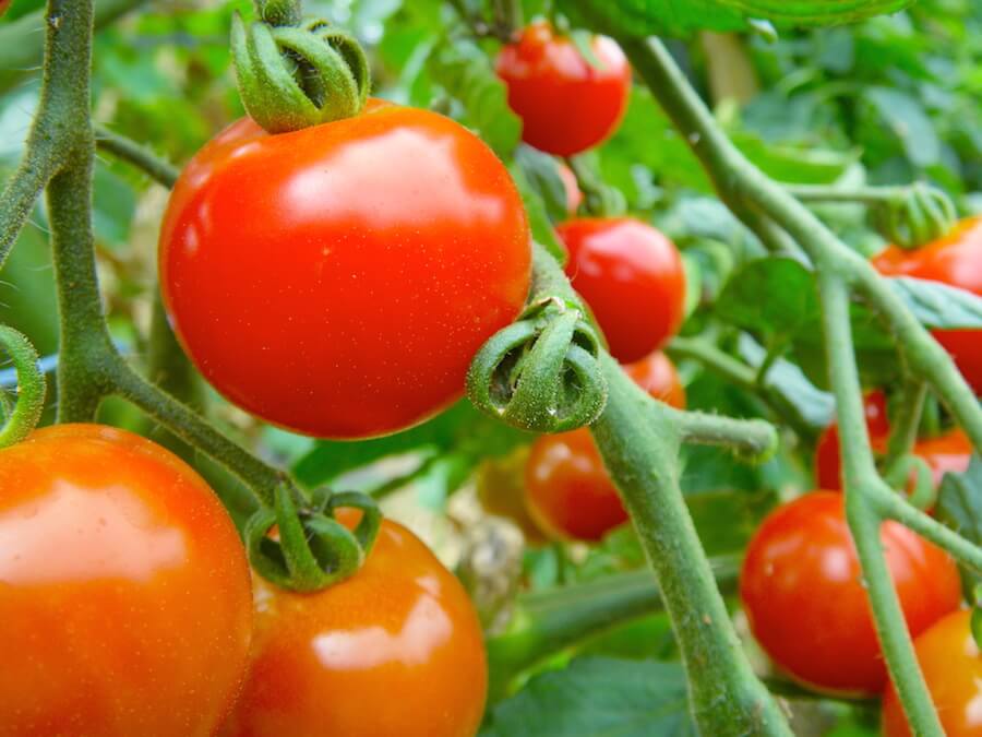 ミニトマトの種まき 収穫までの育て方 栽培時期や病気 害虫対策についても 育て方labo 育て方ラボ