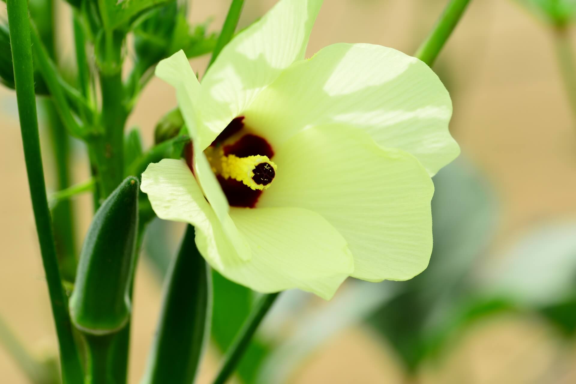 オクラの種まき〜収穫までの育て方！栽培時期と病害虫の対策｜育て方Labo(育て方ラボ)