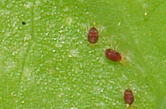 カイガラムシ・アブラムシ・ハダニなど害虫の駆除方法について｜育て方Labo(育て方ラボ)
