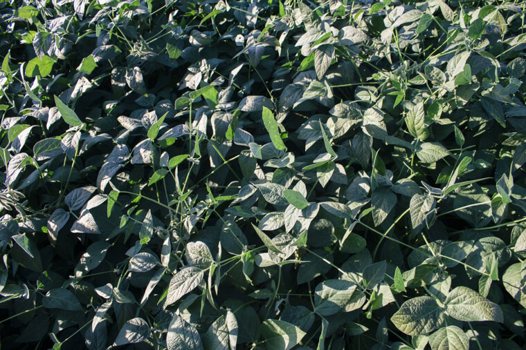 大豆の種まき〜収穫までの育て方！栽培時期や病気・害虫の対策など
