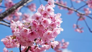 桜の苗木からの育て方！栽培時期や剪定方法などもご紹介！
