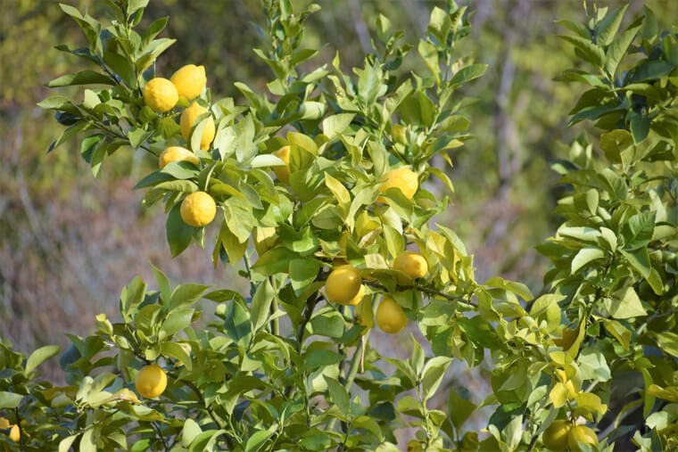 レモンの苗植えから収穫までの育て方！栽培時期や病気・害虫の対策など
