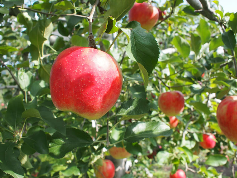 リンゴの植え付け〜収穫までの育て方！栽培時期や剪定方法について