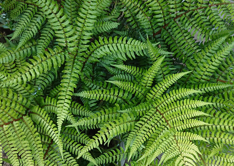 ワラビの苗植え〜収穫までの育て方!栽培時期や病気・害虫の対策など|育て方Labo(育て方ラボ)