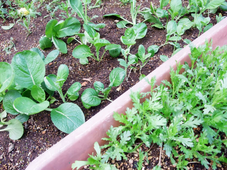 家庭菜園でプランター栽培におすすめの野菜