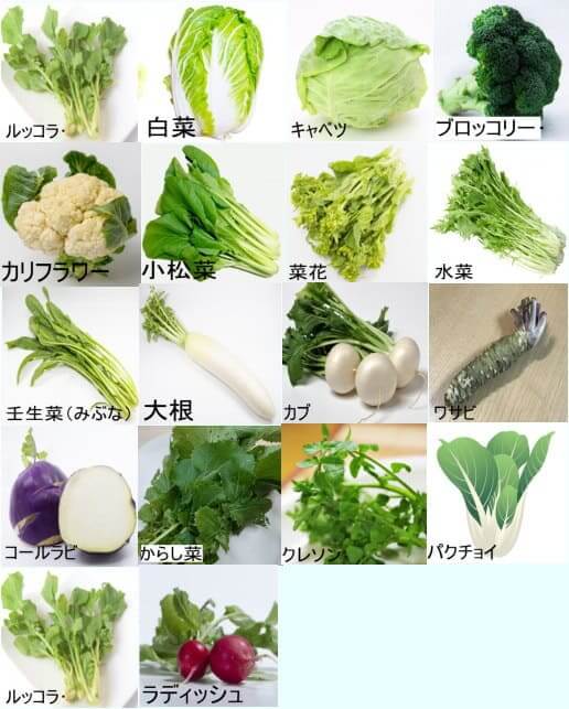 アブラナ科の野菜