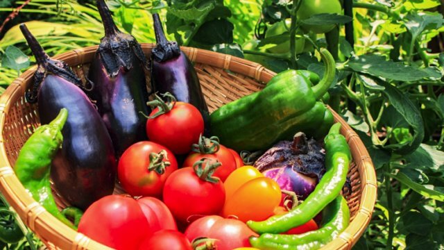 夏が旬の野菜とは？家庭菜園のおすすめもご紹介！