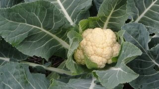 オキナワスズメウリの種まき 収穫までの育て方 栽培時期や病害虫の対策など 育て方labo 育て方ラボ