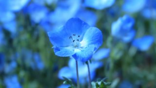 カンパニュラ アルペンブルー の育て方 植え付けから切り戻し 花が咲いた後の手入れまで 育て方labo 育て方ラボ