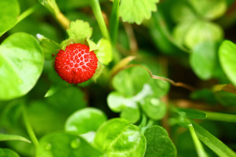 ヘビイチゴの植え付け〜収穫までの育て方！栽培時期や病害虫の対策など｜育て方Labo(育て方ラボ)