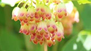 茉莉花 マツリカ の育て方 植え替えや剪定方法 増やし方などについて 育て方labo 育て方ラボ