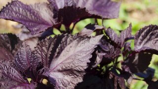 赤紫蘇の種まき〜収穫までの育て方！栽培時期や病害虫の対策など