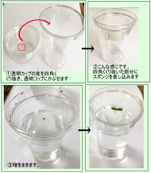 透明カップとコップを使った栽培容器