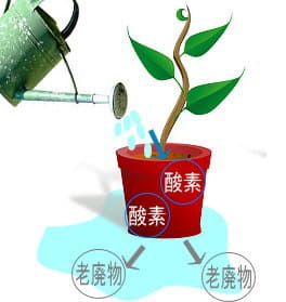 植物の水やり時間と頻度は 留守用に自動水やり機も自作 植木鉢やプランターにも 育て方labo 育て方ラボ