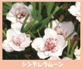 八重咲きオキザリス シンデレラムーン